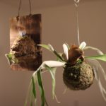 ビカクシダの苔玉タイプの水やりについて僕が思ったこと