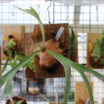 ビカクシダ・レモイネイの子株を育てる