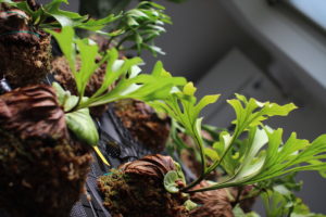 ビカクシダと僕の趣味ブログ、はじめました。