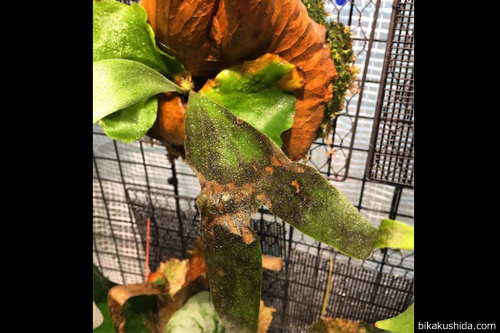 ビカクシダ　ステマリア　病気