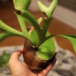 ビカクシダ・コロナリウム（山採り株）の成長記録①