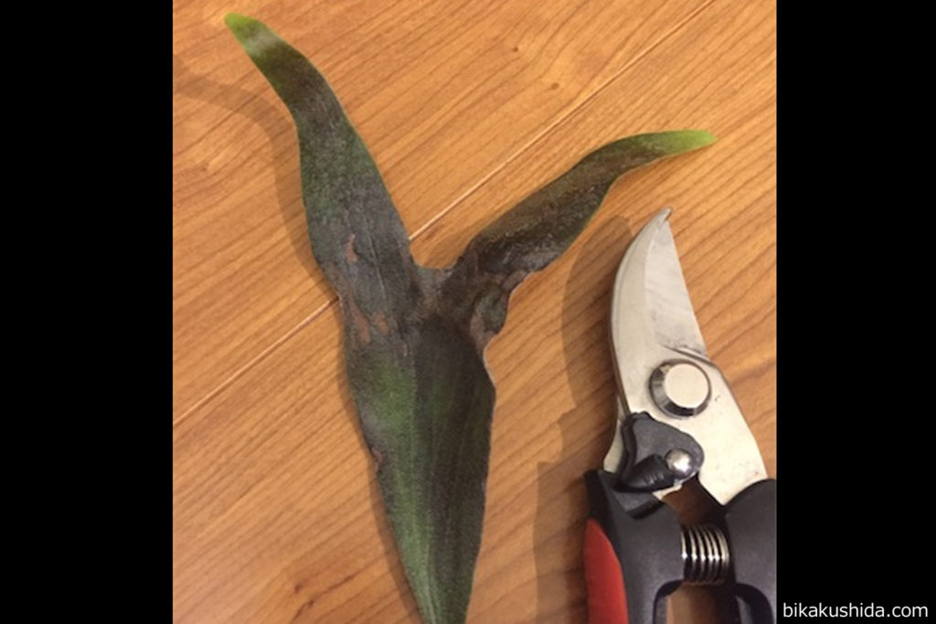 ビカクシダ　胞子葉　カット　病気