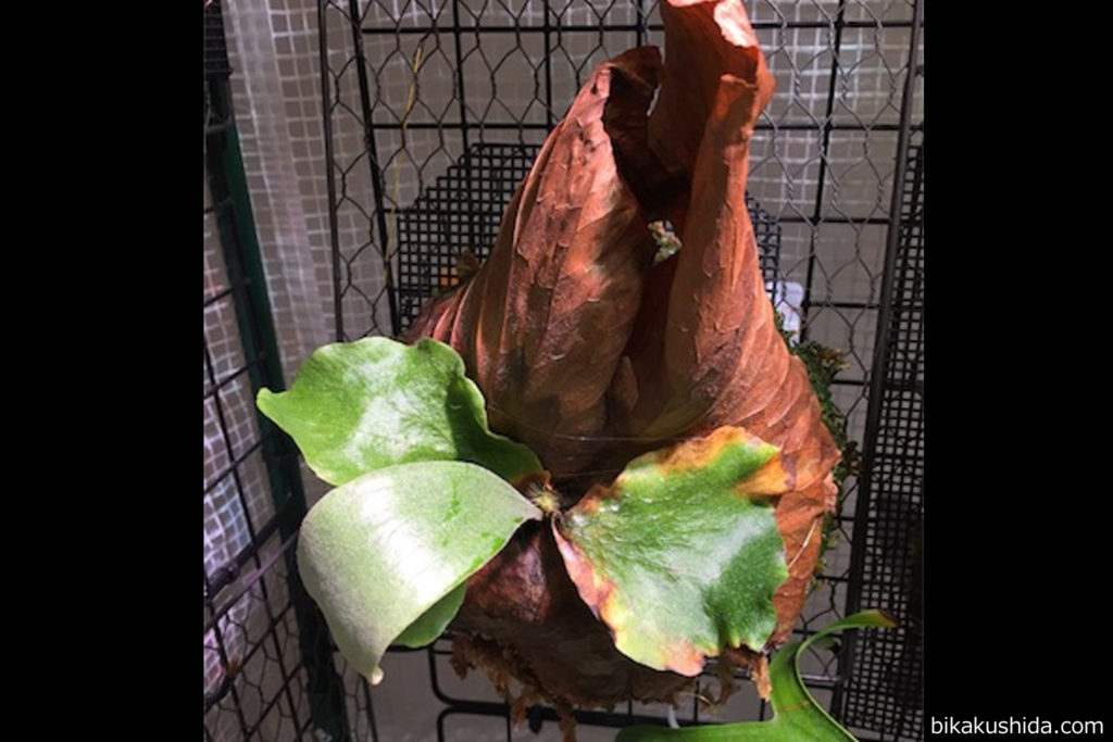 ビカクシダ　処置　病気　炭疽病