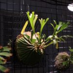 ビカクシダと梅雨と育成ライト［IKEA 植物の育成ライト VÄXER ］