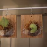 子株救出！？ビカクシダの株分けしてみた［後編］