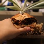 ビカクシダ・ケンイチをリセットしました