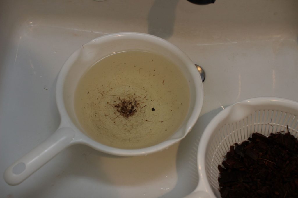 ビカクシダ　ベラボン