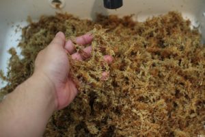 ビカクシダに使う水苔を比べてみた［AAグレード］
