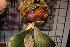 ビカクシダ・エレファントティスの成長点ごと取れました