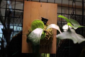 あのステマリアがついに始動！＆成長記録②[ビカクシダ］