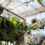 ビカクシダと過ごす梅雨明けin週末のベランダ