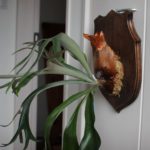 プレゼントしてもらった着生材にビカクシダを板付けする