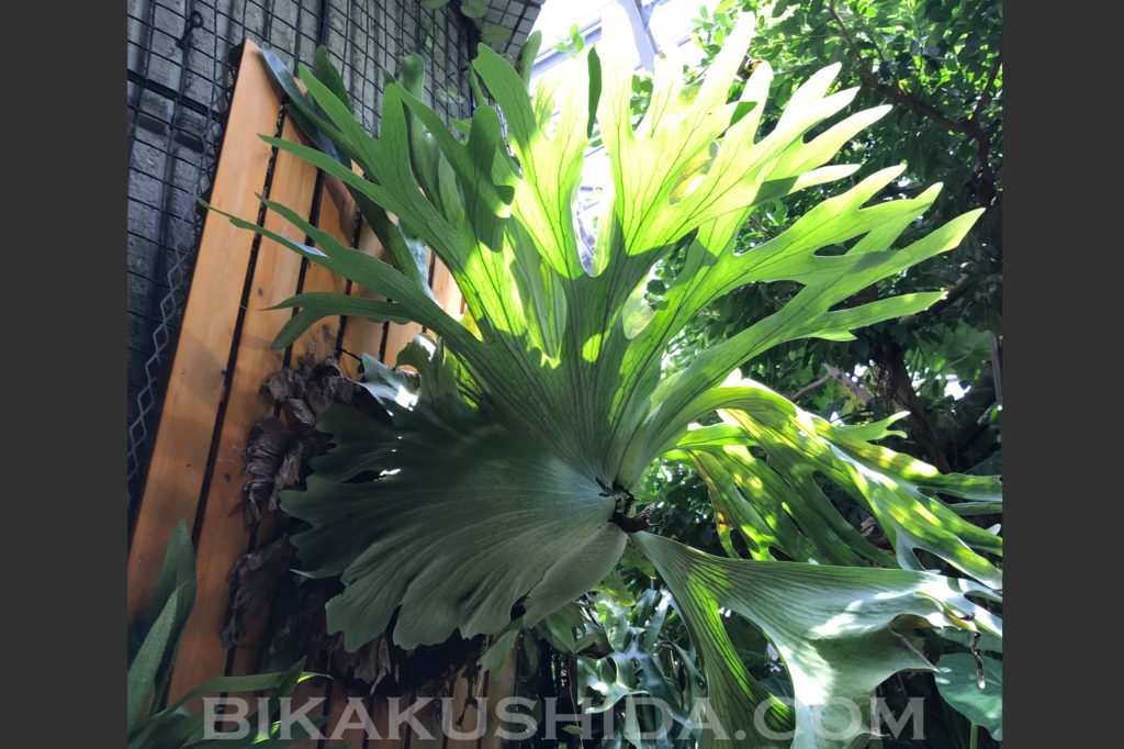 咲くやこの花館　ビカクシダ