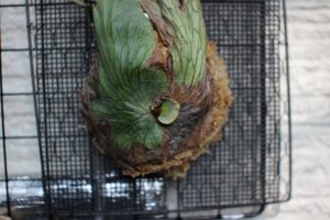 がんばれ！ビカクシダ・ワンダエ！復活を願う！＆成長記録