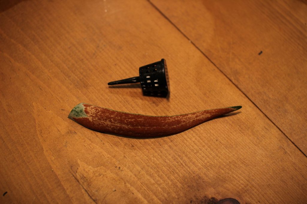 胞子　サイズ比較