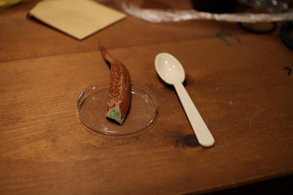 胞子採取　胞子培養　ビカクシダ