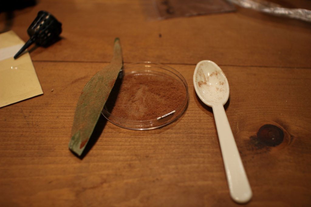 ビカクシダ　胞子　胞子培養