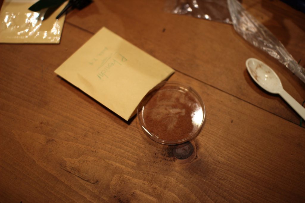 胞子　乾燥　ビカクシダ