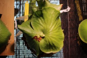 ビカクシダ・スリナリウムの成長記録＃2＆仕立て直し