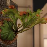 ビカクシダ・リドレイの仕立て直し（胞子培養株）