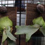 ２つの成長点が近いビフルカツムを分けてみた！の成長記録＃2