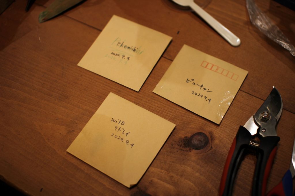 ビカクシダの胞子　胞子培養