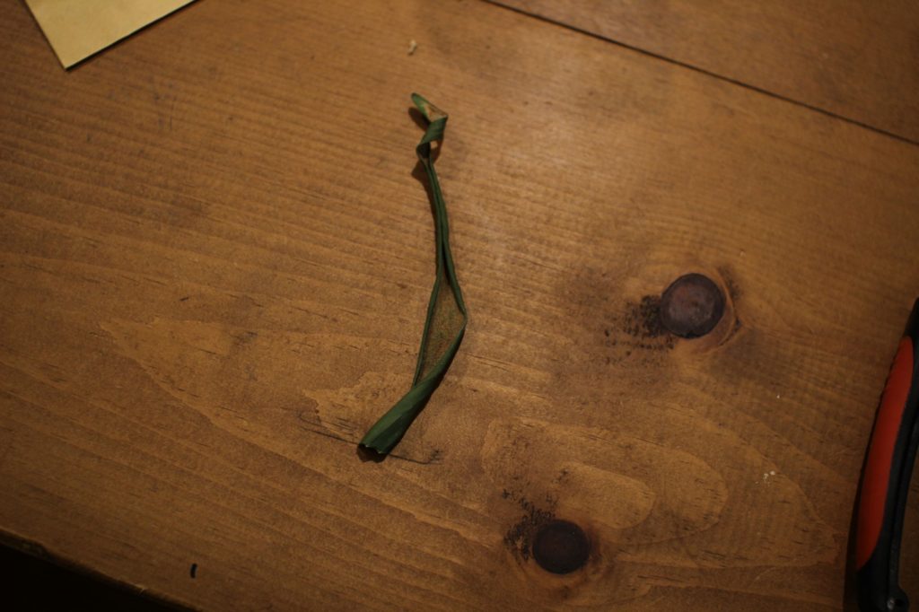 胞子採取後の胞子葉