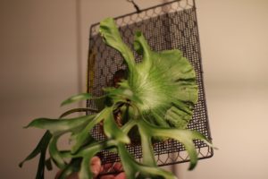 コロナリウム・ドワーフの仕立て直し