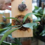 ビカクシダ・リトルビフの成長記録#1