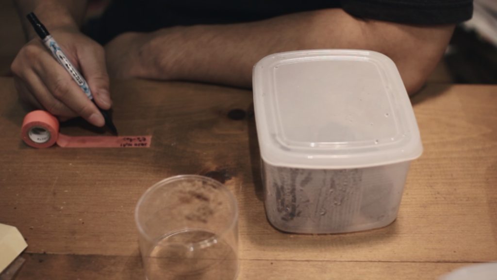 ビカクシダ 胞子培養 方法