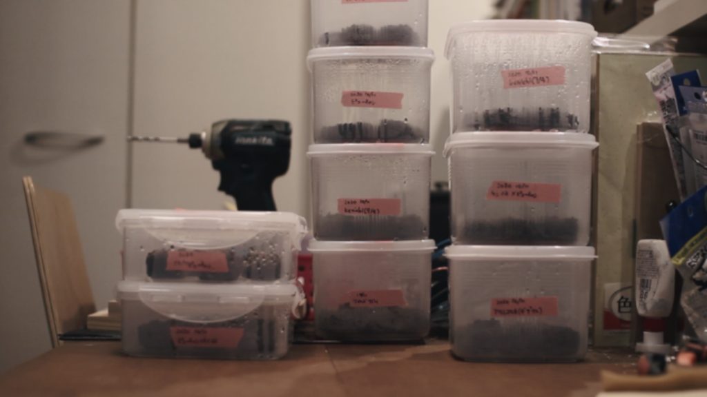 胞子培養 コウモリラン ビカクシダ