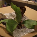 ビカクシダ・ネプチューンの板付け＆成長記録#1
