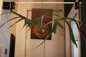 ケンイチ（親株）をリセットしました！の続きと成長記録#2