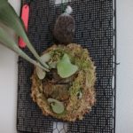 胞子葉？貯水葉？謎の葉？の成長記録#3