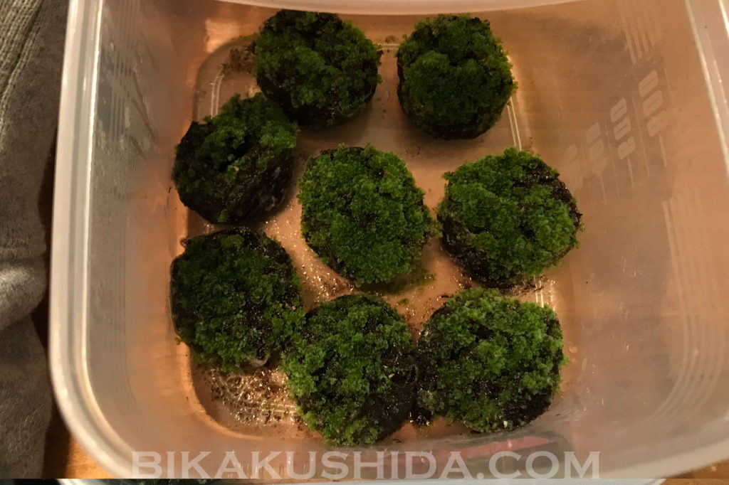 胞子培養　交雑種