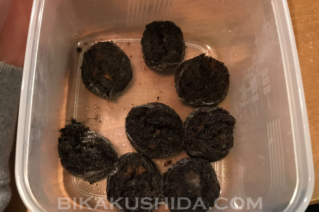 胞子培養　リドレイ