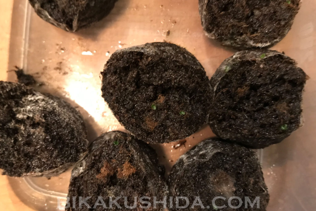 失敗　胞子培養