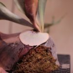 ホワイトホークの貯水葉が・・・！成長記録#3