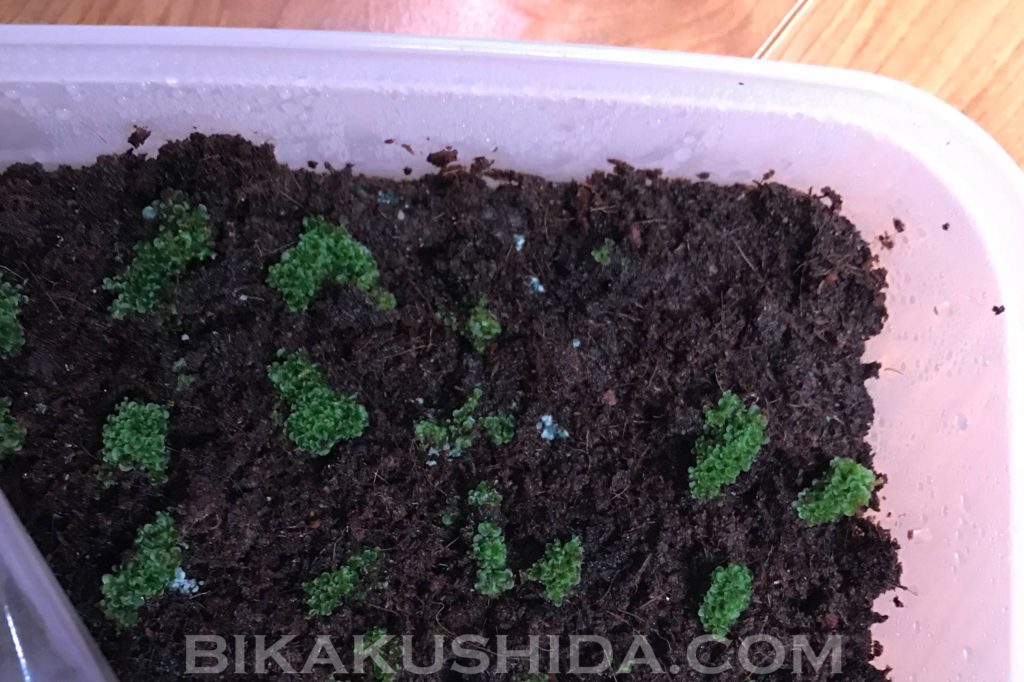 青カビ　胞子培養　ビカクシダ