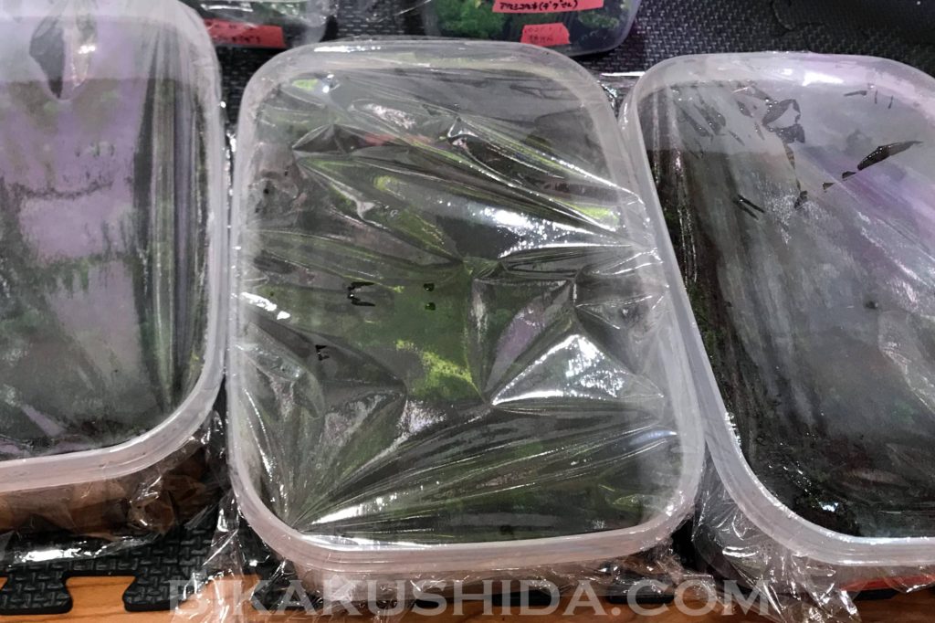 ベンレート　カビ　観葉植物