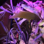 最近のビカクシダと僕［独り言］