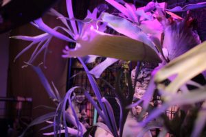 最近のビカクシダと僕［独り言］