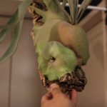 子株を株分けするタイミングについて考えてみたけど。。。