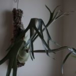 ビカクシダ・マジュスの成長記録#3