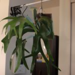 年末はハワイ!?　成長記録#3