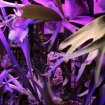 ビカクシダの室内管理を振り返る［2021年3月版］