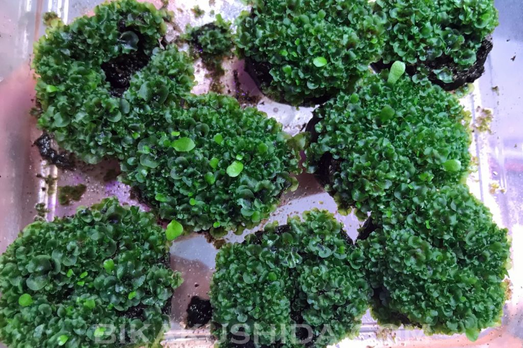 胞子培養　ピューチャン