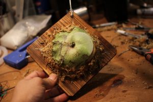 ビカクシダ・マジュスの株分け＆成長記録#4