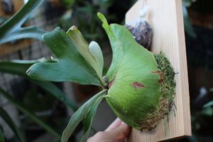 アフリカン・オディッテイ仕立て直し＆成長記録#2