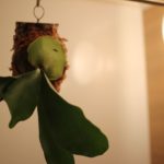 ビカクシダ・ヒリー パナマの成長記録#1